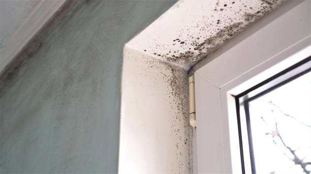 Best DIY Mold Remediation Support Services in Shavertown, PA